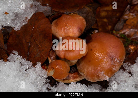 Golden ago fungo (Flammulina velutipes) Foto Stock