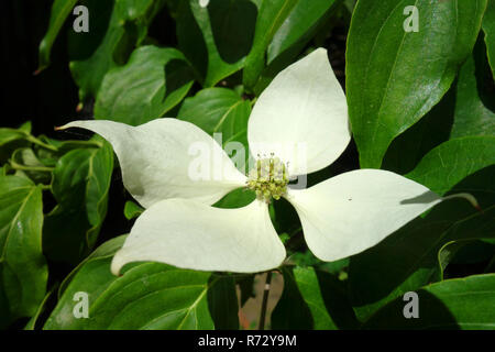 Blooming fazzoletto tree Foto Stock