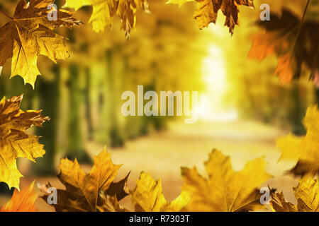 Beech avenue senza le persone nella stagione autunnale. Telaio d'autunno. Foto Stock