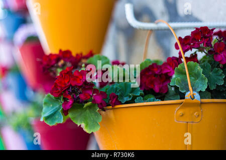 Fiori colorati in secchi sulla parete Foto Stock