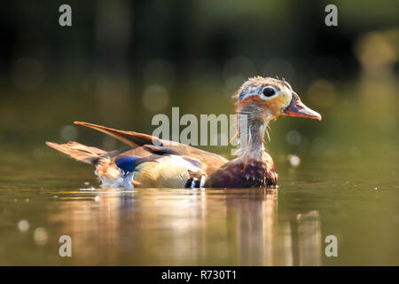 Close-up di un Anatra di mandarino (Aix galericulata) eclipse piumaggio nuoto con riflesso in acqua in una giornata di sole Foto Stock