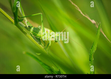 Macro Close-up di una femmina la grande macchia verde-cricket, Tettigonia viridissima con ovipositor. Foto Stock