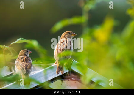 Casa passero bird (passer domesticus) rovistando in una siepe su una colorata giornata di sole Foto Stock