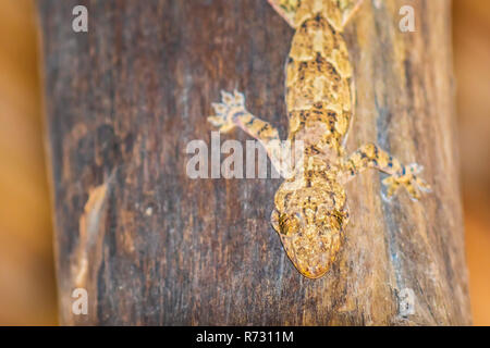 Close up di Brooke's house gecko macchiato o casa gecko, Hemidactylus brookii, rettile arrampicata su legno. Pastello colorato camouflage, stesso come surr Foto Stock