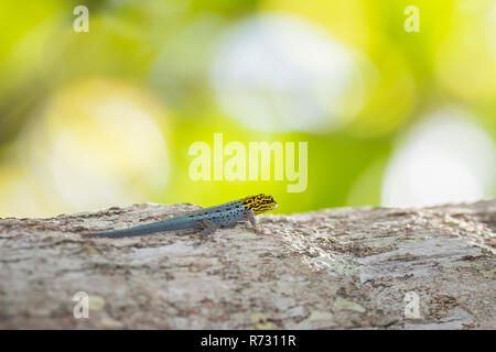 Primo piano di un giallo-testa gecko nana nana o giallo-guidato gecko Lygodactylus luteopicturatus scalata di un albero in una soleggiata giungla foresta. Foto Stock