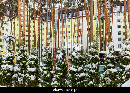 Verde giovane thuja d'inverno. Fila di giovani thuja alberi in un parco d'inverno. Foto Stock