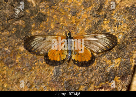 La femmina di colore arancione Acarea ha foerwings traslucido e non è brillante come il flambouyant maschi. I bruchi mangiare l'Ipomea Foto Stock