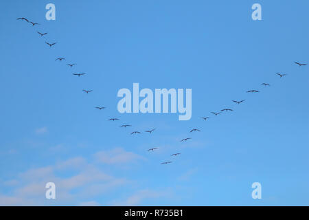 Stormo di uccelli migratori volare nel cielo blu. Migrazione di gru e battenti a forma di V di formazione. Gru migrare dalla Lettonia a sud in autunno mare Foto Stock