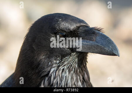 Nord del corvo imperiale (Corvus corax) in un deserto di pietra vicino a La Pared a Fuerteventura Isole Canarie Spagna Foto Stock