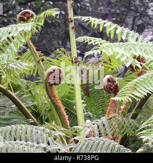 Cavoli a foglia di un albero australiano fern Foto Stock