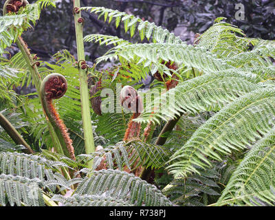 Cavoli a foglia di un albero australiano di felce, Cyathea cooperi Foto Stock