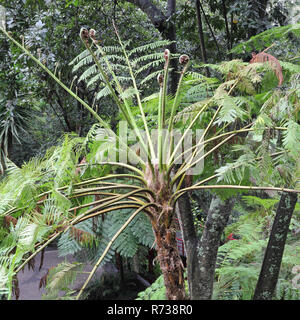 Frond di un albero australiano di felce, Cyathea cooperi Foto Stock