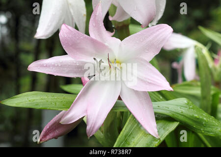Amaryllis Belladonna Lily, close-up shot in giardino contro sfondo sfocato Foto Stock