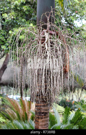 Testa di seme di Bangalow palm, Archontophoenix cunninghamiana Foto Stock