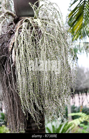 Testa di seme di Bangalow palm, Archontophoenix cunninghamiana Foto Stock