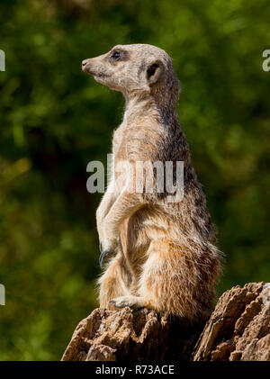 Meerkat (suricata suricatta) la guardia in Cotswold Wildlife Park, Oxforshire, England, Regno Unito Foto Stock