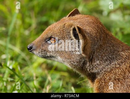 Close up ritratto della testa di un giallo Mongoose (cynictus penicillata) Foto Stock