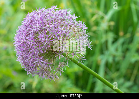 Un singolo Allium Giganteum "Gladiator' Fiore Foto Stock