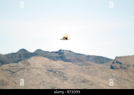 Un falco volare al di sopra di una montagna in Utah. Foto Stock