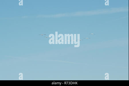 Un gregge di bianco american pellicani volare lontano. Foto Stock