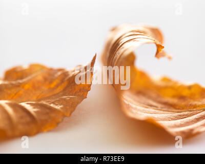 Autunno Betulla foglie Foto Stock
