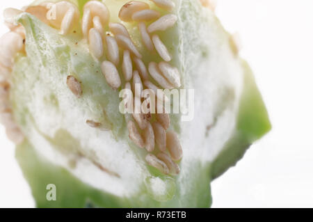 Semi all'interno di un pepe verde su uno sfondo bianco. Foto Stock