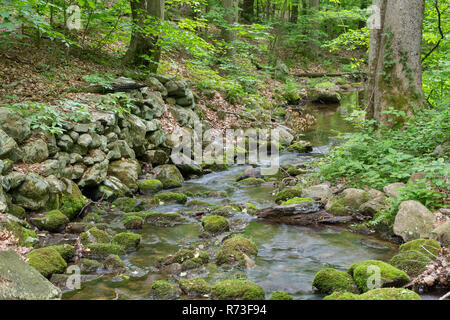 Un torrente che passa un vecchio muro di pietra rovina progettato per mantenere il suo corso attraverso la foresta lungo la Scuola Mountain Trail Strada. Clarence sta Fahnestock Foto Stock