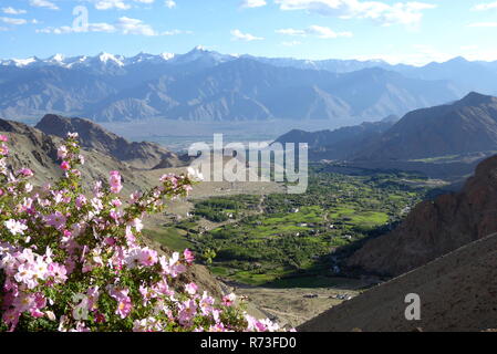 Vista la fertile valle di Indus vicino a Leh e Zanskar Range sullo sfondo, Ladakh, India Foto Stock