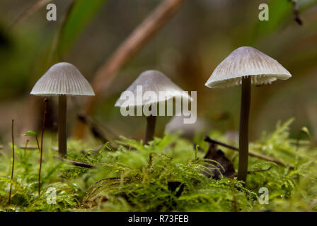 Mycenia funghi che crescono su MOSS, Maulden boschi Bedfordshire Foto Stock