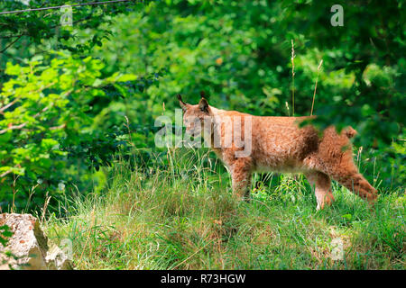 Lince euroasiatica, Germania (Lynx lynx) Foto Stock