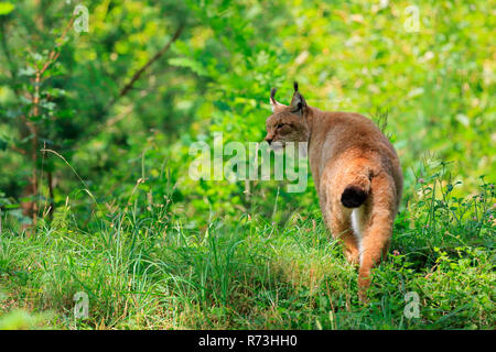 Lince euroasiatica, Germania (Lynx lynx) Foto Stock