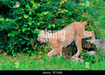 Lince euroasiatica, Germania (Lynx lynx) Foto Stock