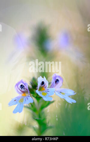 Eyebright comune, Germania (Euphrasia rostkoviana) Foto Stock