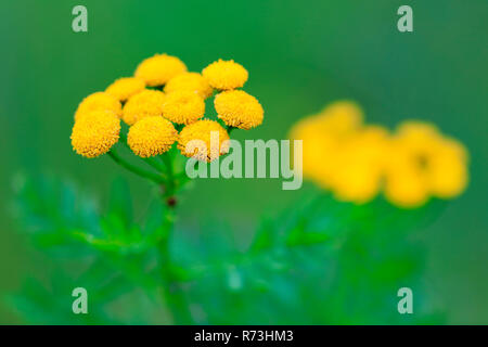 Tansy comune, Germania (Tanacetum vulgare) Foto Stock