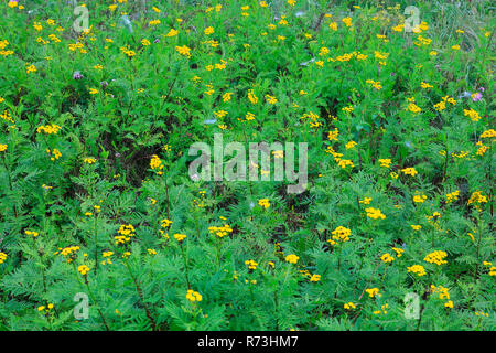 Tansy comune, Germania (Tanacetum vulgare) Foto Stock