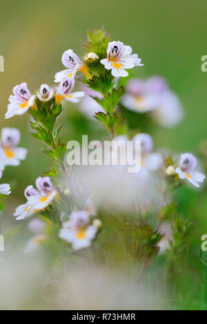 Eyebright comune, (Euphrasia rostkoviana) Foto Stock