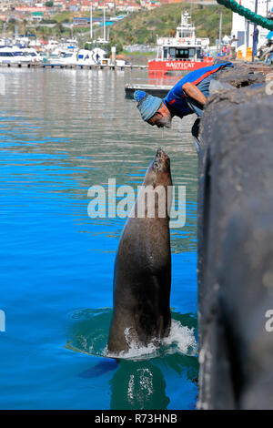 Alimentazione uomo capo pelliccia sigillo, Hout Bay, Città del Capo, Western Cape, Oceano Atlantico, Africa del Sud, Africa (Arctocephalus pusillus pusillus) Foto Stock