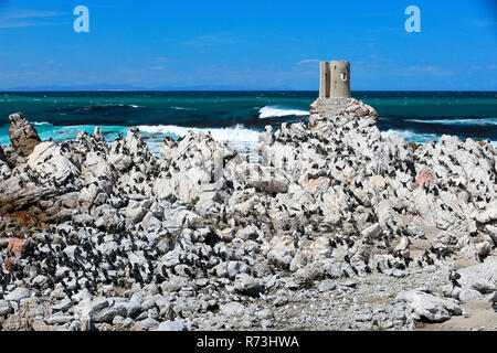 Cape cormorano, allevamento di colonie di pinguino, Riserva Naturale, punto pietrose, Western Cape, Sud Africa e Africa (Phalacrocorax capensis) Foto Stock