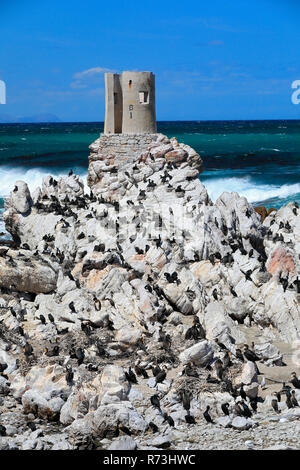 Cape cormorano, allevamento di colonie di pinguino, Riserva Naturale, punto pietrose, Western Cape, Sud Africa e Africa (Phalacrocorax capensis) Foto Stock