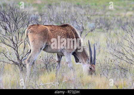 Common eland, De Hoop Riserva Naturale, Western Cape, Sud Africa Africa (Taurotragus oryx) Foto Stock