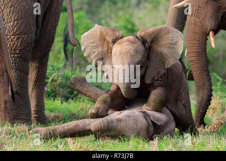 Gli elefanti africani, Kariega Game Reserve, Western Cape, Sud Africa Africa (Loxodonta africana) Foto Stock