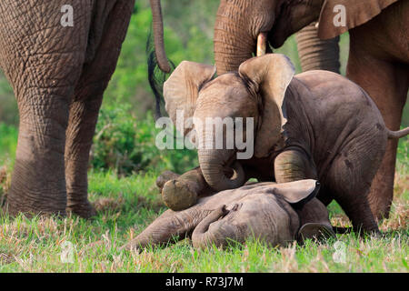 Gli elefanti africani, Kariega Game Reserve, Western Cape, Sud Africa Africa (Loxodonta africana) Foto Stock