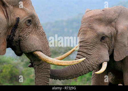 Gli elefanti africani, Kariega Game Reserve, Western Cape, Sud Africa Africa (Loxodonta africana) Foto Stock