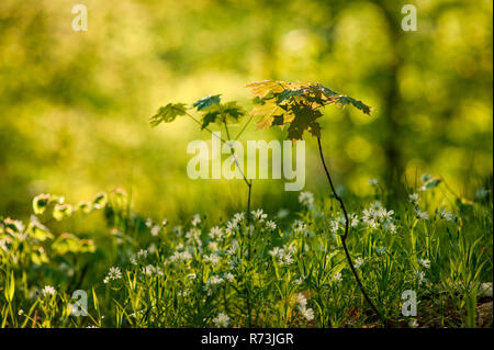 Norvegia Acero (Acer platanoides), Brandeburgo, Germania Foto Stock