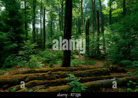 Faggi, (Fagus sylvatica), la foresta di faggio, parco naturale Solling-Vogler, Silberborn, Bassa Sassonia, Germania Foto Stock