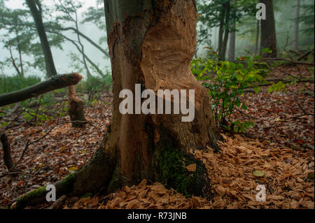 Tracce di alimentazione, castoro, (Castor fiber), faggio (Fagus sylvatica), riserva della biosfera Schorfheide-Chorin, Neuehuette, Brandeburgo, Germania, Neuehütte Foto Stock