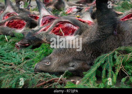 Morto il cinghiale (Sus scrofa), carni di selvaggina di allevamento, riserva della biosfera Schorfheide-Chorin, Brandeburgo, Germania Foto Stock