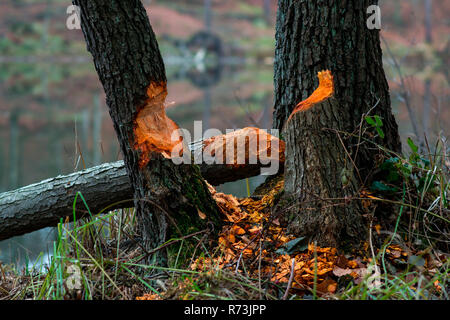 Tracce di alimentazione, castoro, (Castor fiber), ontano, (Alnus glutinosa), lakeshore, riserva della biosfera Schorfheide-Chorin, Brandeburgo, Germania Foto Stock