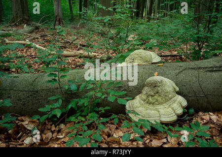 Tinder fungo (Fomes fomentarius), sul faggio (Fagus sylvatica), riserva Gahroer Buchheide, Lusazia, Crinitz, Brandeburgo, Germania Foto Stock