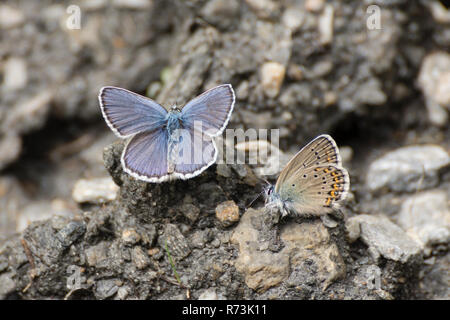 Idas blu, blu del nord, Parco Naturale Val Troncea, Piemonte, Italia, (Plebejus idas) Foto Stock